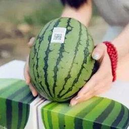 吃瓜群众等待企鹅,企鹅萌态即将揭晓