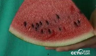 ally切片吃瓜吐籽,揭秘美食背后的趣味生活