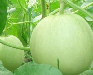 丁瓜孕妇可以吃吗,安全与营养两不误