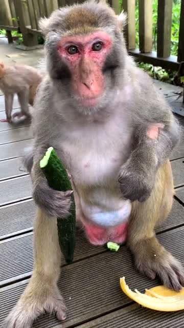 猴子吃瓜语调,趣味横生的猴王瓜园历险记