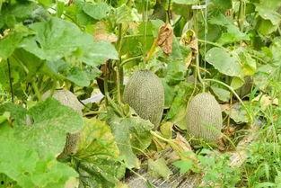 吃瓜支付5元,揭秘支付背后的趣味与智慧