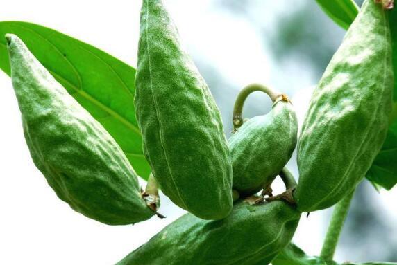 新疆牛角瓜怎么吃