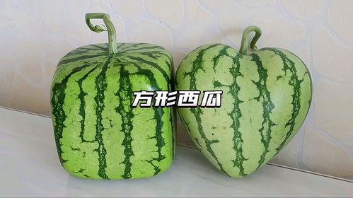 带你吃瓜奇葩西瓜,带你探索“带你吃瓜”奇葩西瓜的奇妙之旅