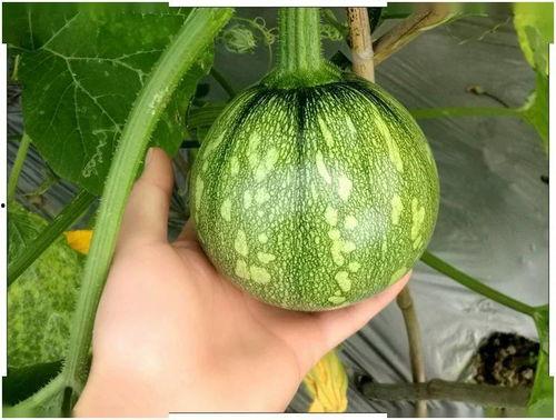 广西吃古瓜季节,品味传统美食的甜蜜时光”