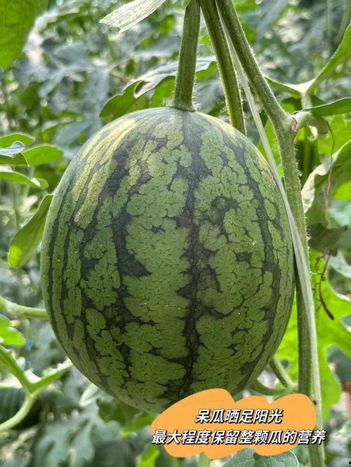 吃瓜大帝王,揭秘宫廷中的瓜田乐事