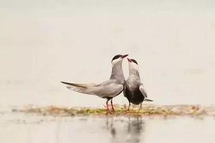 关关雎鸠吃瓜,揭秘古代宫廷的娱乐生活